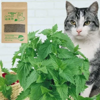 Kačių Žaislai Natūralus Premium 10g Katė Katžolių Galvijų Žolės Mentolio Skonio Funny Cat žolės Interaktyvi Katė netoksiškas Dropship