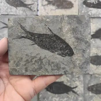 1pcs Gamtos Jianghan žuvies Uodega Iškastinio Senovės Fosilijos Mokymo Pavyzdžių Kolekcija