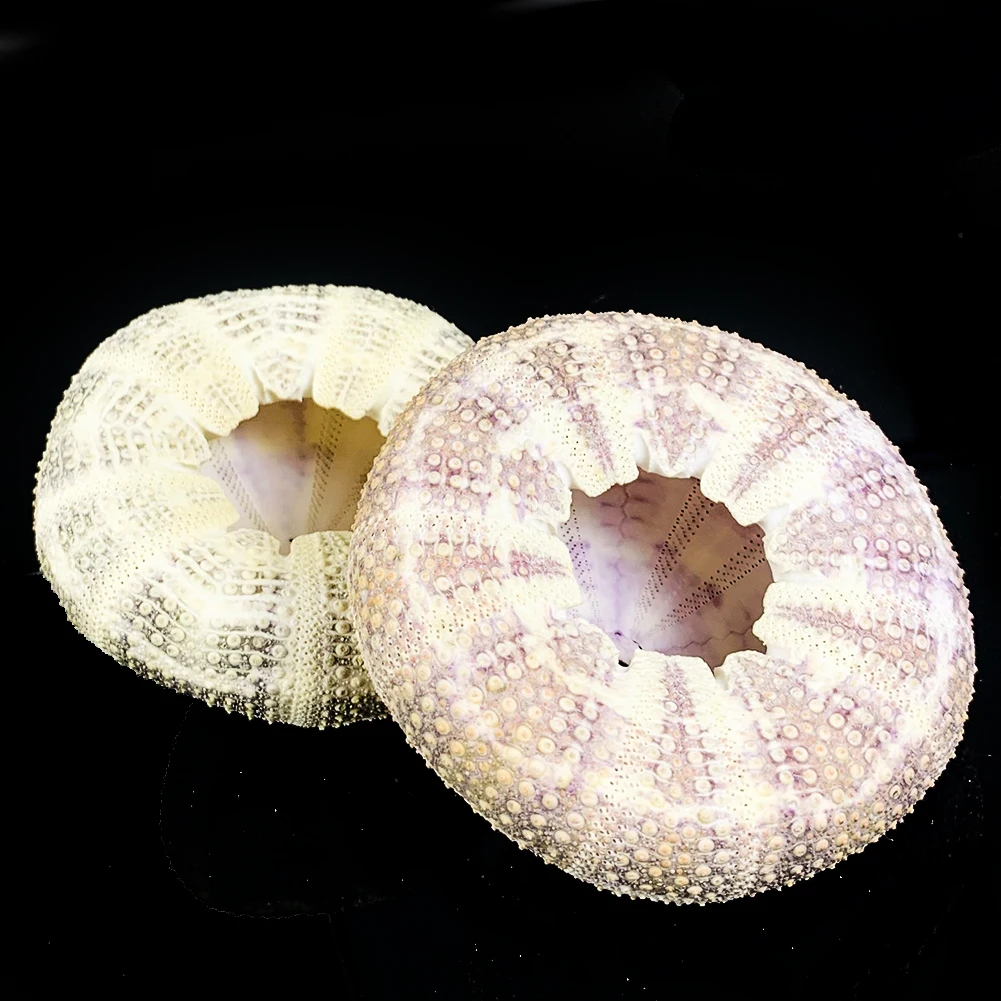 Natūralus Jūros Ežių Šviesiai Violetinės spalvos Dekoratyvinės Shell Myli Dovana Nuotraukų Vestuvių Stalo 