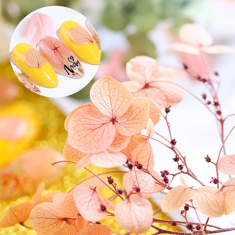 Nagų Dailės Džiovintos Gėlės Ins Japonijos Populiarus Srauto Nagų Pakuotėje Nagų Dailės Nagų Priedai Nemirtingas Gėlių Nagų 4